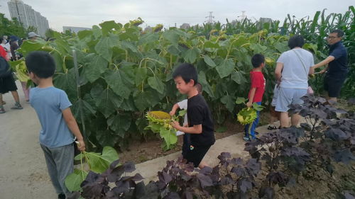 农科院试验田举行科普活动 孩子们闹市中收获向日葵